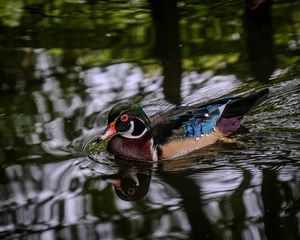 Preview wallpaper carolina duck, duck, bird, pond, water