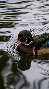 Preview wallpaper carolina duck, duck, bird, water, pond