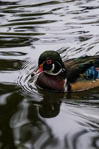 Preview wallpaper carolina duck, duck, bird, water, pond