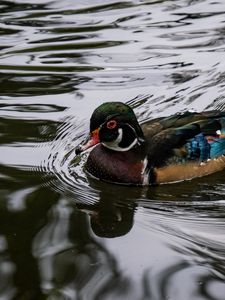 Preview wallpaper carolina duck, duck, bird, water, pond