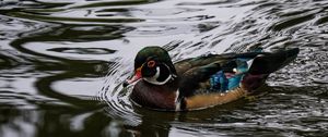 Preview wallpaper carolina duck, duck, bird, water, pond