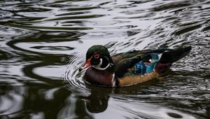 Preview wallpaper carolina duck, duck, bird, water, pond