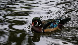 Preview wallpaper carolina duck, duck, bird, water, pond