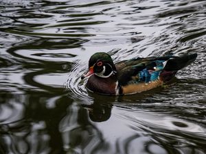 Preview wallpaper carolina duck, duck, bird, water, pond