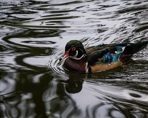 Preview wallpaper carolina duck, duck, bird, water, pond