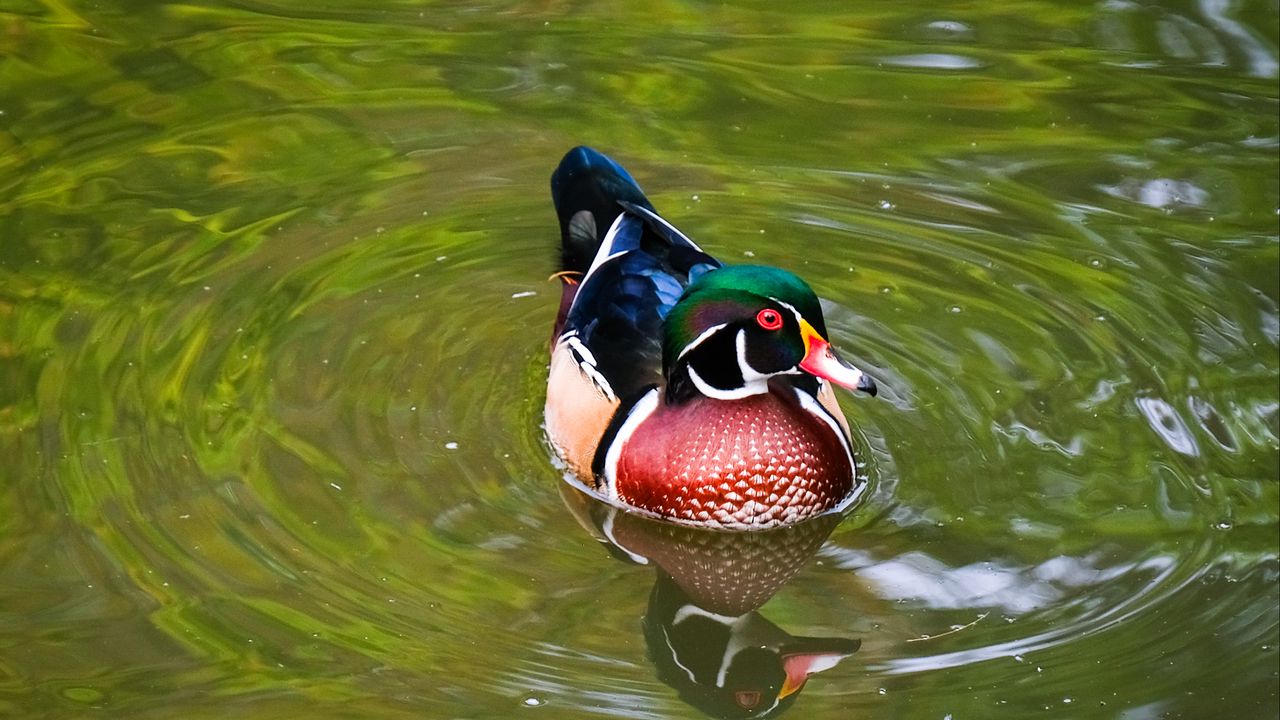 Wallpaper carolina duck, duck, bird, reflection, water, pond