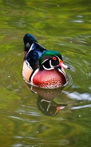 Preview wallpaper carolina duck, duck, bird, reflection, water, pond