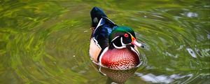 Preview wallpaper carolina duck, duck, bird, reflection, water, pond