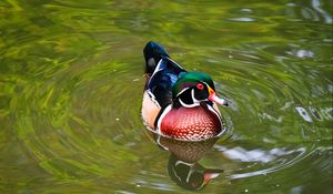 Preview wallpaper carolina duck, duck, bird, reflection, water, pond