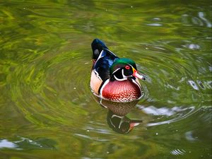 Preview wallpaper carolina duck, duck, bird, reflection, water, pond