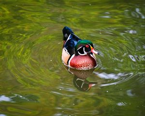 Preview wallpaper carolina duck, duck, bird, reflection, water, pond