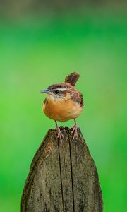 Preview wallpaper carolina wren, bird, board, tree