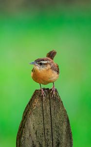 Preview wallpaper carolina wren, bird, board, tree