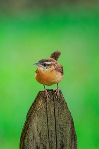 Preview wallpaper carolina wren, bird, board, tree