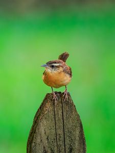 Preview wallpaper carolina wren, bird, board, tree