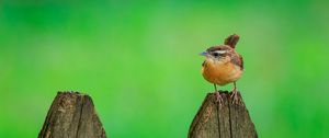 Preview wallpaper carolina wren, bird, board, tree