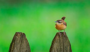 Preview wallpaper carolina wren, bird, board, tree