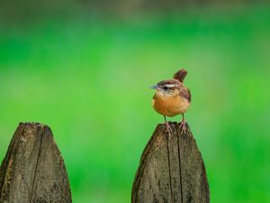 Preview wallpaper carolina wren, bird, board, tree