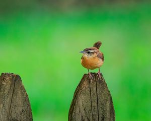 Preview wallpaper carolina wren, bird, board, tree