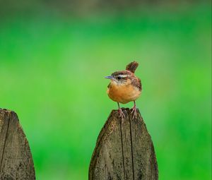 Preview wallpaper carolina wren, bird, board, tree