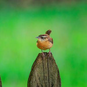 Preview wallpaper carolina wren, bird, board, tree