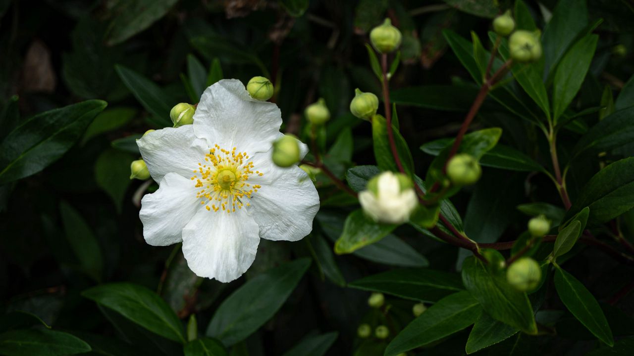 Wallpaper carpenteria, flower, leaves, buds, plant, macro
