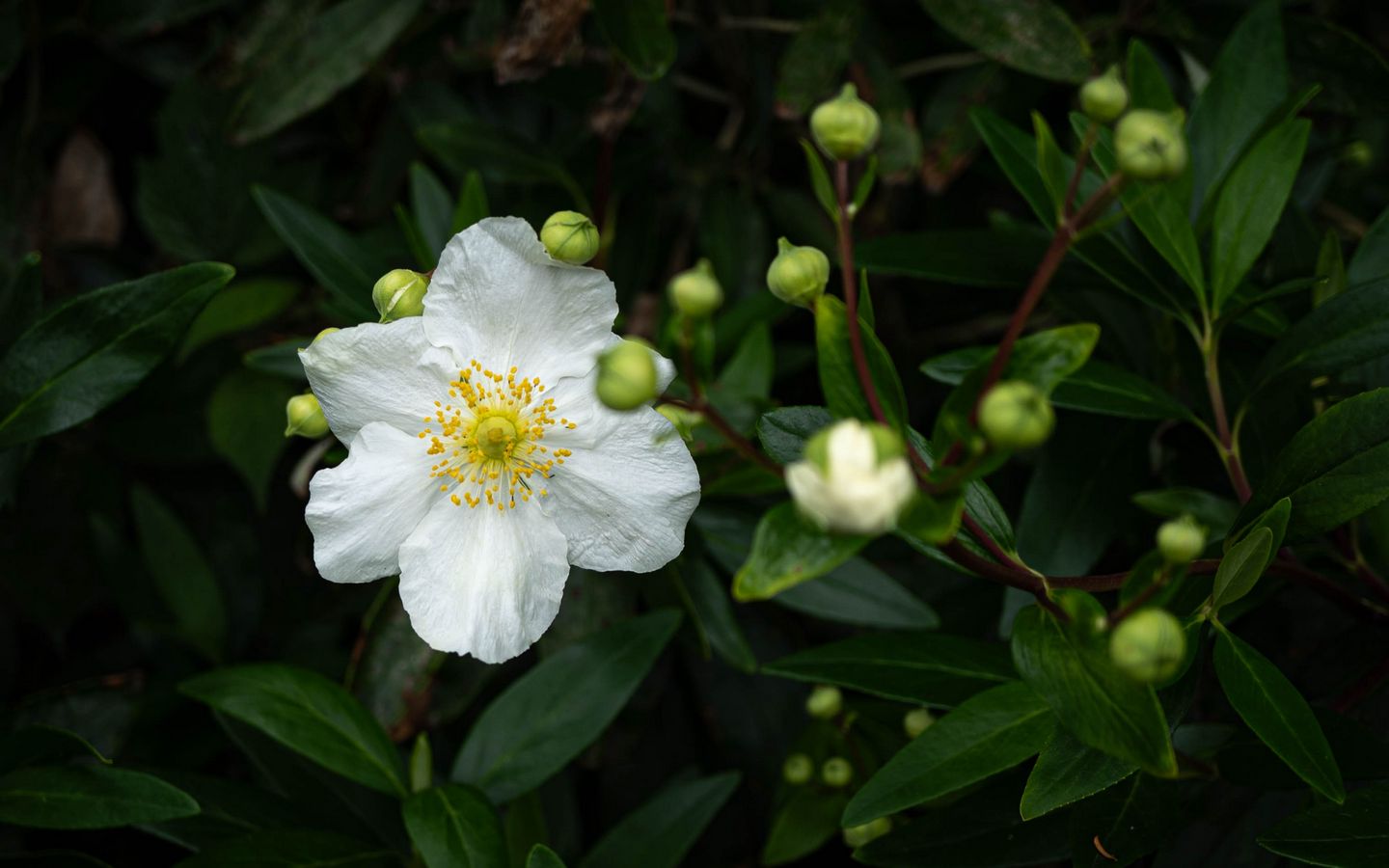 1440x900 Wallpaper carpenteria, flower, leaves, buds, plant, macro