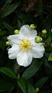 Preview wallpaper carpenteria, flower, leaves, buds, plant, macro