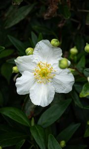 Preview wallpaper carpenteria, flower, leaves, buds, plant, macro