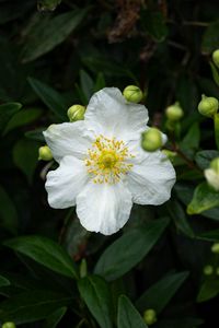 Preview wallpaper carpenteria, flower, leaves, buds, plant, macro