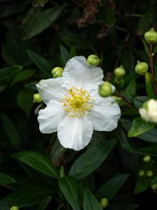 Preview wallpaper carpenteria, flower, leaves, buds, plant, macro