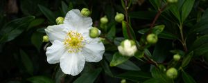 Preview wallpaper carpenteria, flower, leaves, buds, plant, macro