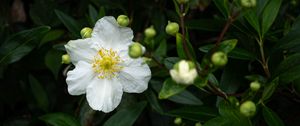 Preview wallpaper carpenteria, flower, leaves, buds, plant, macro