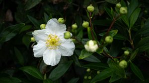 Preview wallpaper carpenteria, flower, leaves, buds, plant, macro