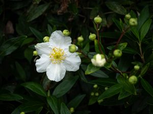 Preview wallpaper carpenteria, flower, leaves, buds, plant, macro