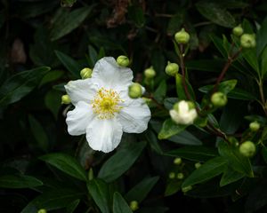 Preview wallpaper carpenteria, flower, leaves, buds, plant, macro