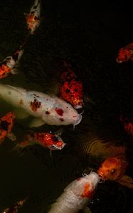 Preview wallpaper carps, fish, water, underwater