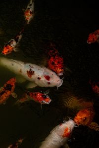 Preview wallpaper carps, fish, water, underwater