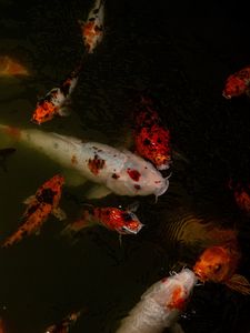 Preview wallpaper carps, fish, water, underwater