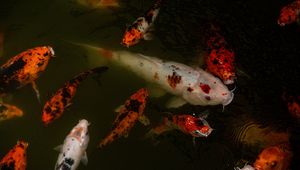 Preview wallpaper carps, fish, water, underwater