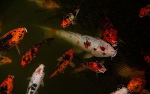 Preview wallpaper carps, fish, water, underwater