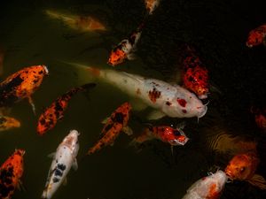 Preview wallpaper carps, fish, water, underwater