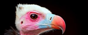Preview wallpaper carrion bird, beak, color, bird, predator
