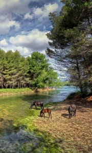 Preview wallpaper castellon, valencia, spain, river, forest, horses