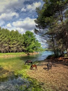 Preview wallpaper castellon, valencia, spain, river, forest, horses