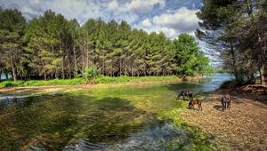 Preview wallpaper castellon, valencia, spain, river, forest, horses