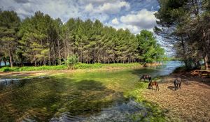 Preview wallpaper castellon, valencia, spain, river, forest, horses