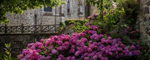 Preview wallpaper castle, flowers, bush, architecture