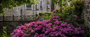 Preview wallpaper castle, flowers, bush, architecture