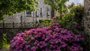 Preview wallpaper castle, flowers, bush, architecture